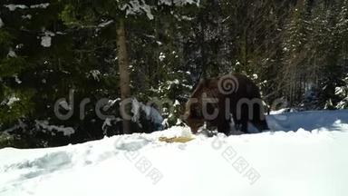 冬天森林里的棕熊。 一只大熊在白<strong>雪中漫步</strong>。